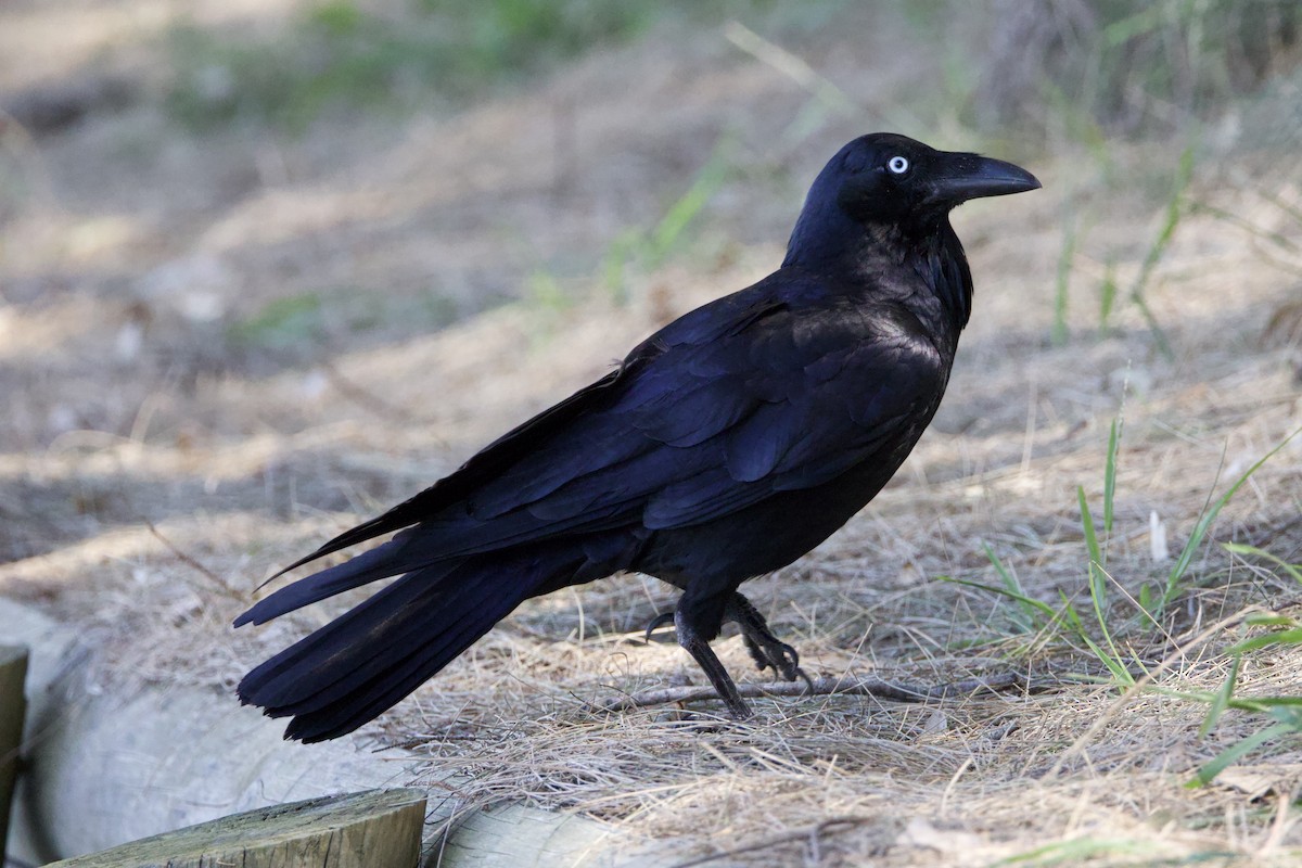 Australian Raven - ML609272361