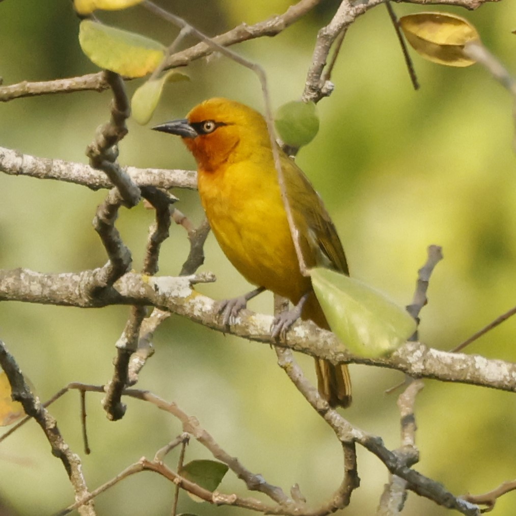 Spectacled Weaver - ML609272367