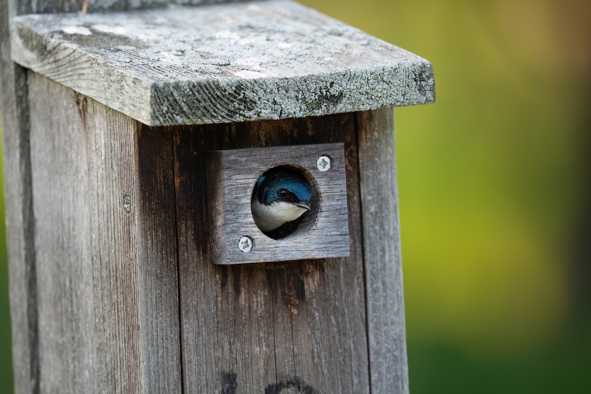 Tree Swallow - ML609272374