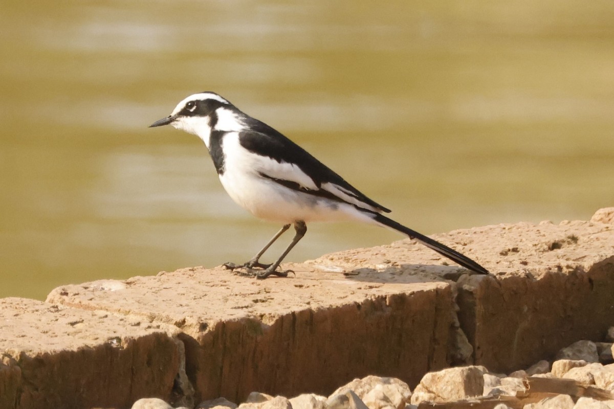 African Pied Wagtail - ML609272429