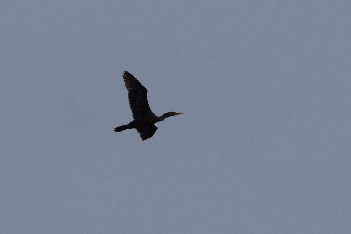 Double-crested Cormorant - ML609272462