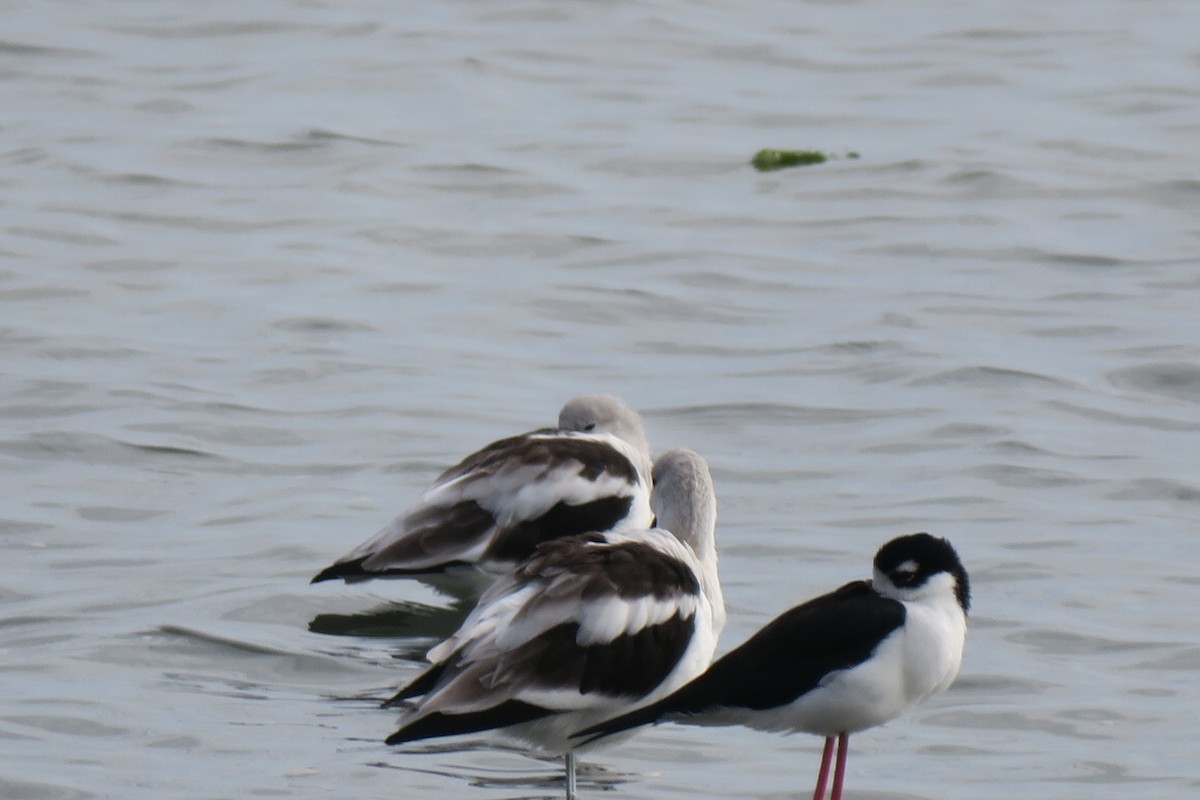 Black-necked Stilt - ML609272529