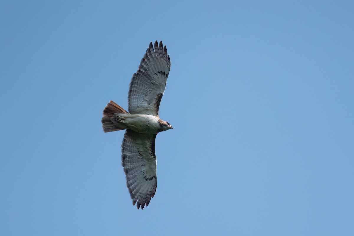 Red-tailed Hawk - ML609272533