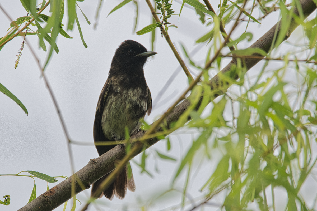 Ада береговий - ML609272587