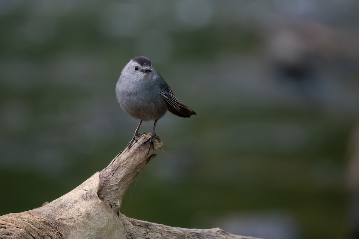 Gray Catbird - ML609272611