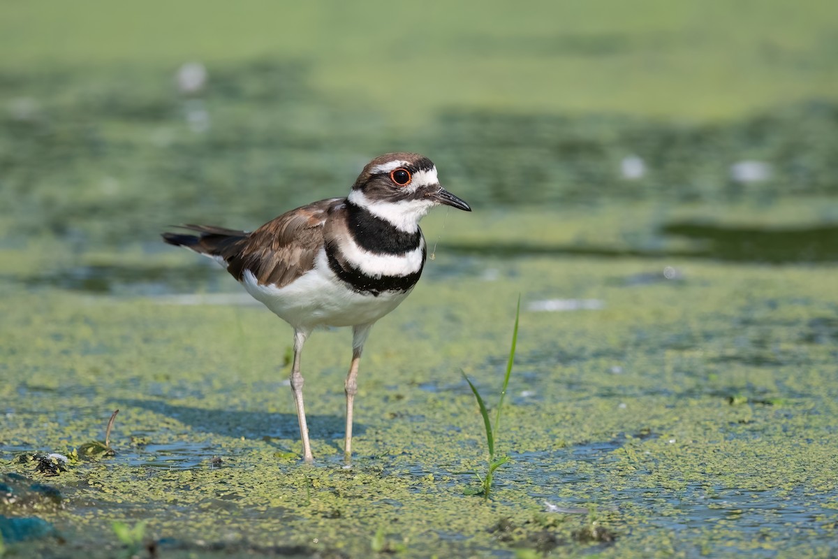 Killdeer - ML609272738