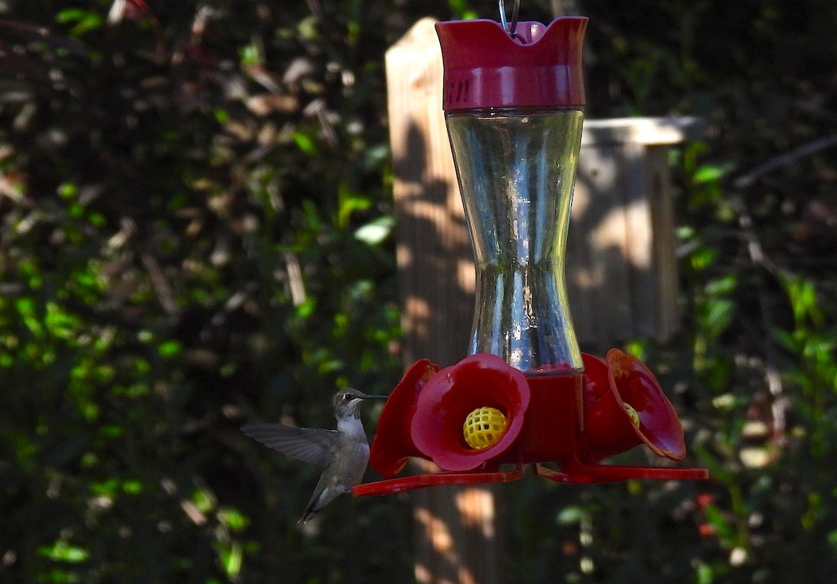 Ruby-throated/Black-chinned Hummingbird - ML609272768