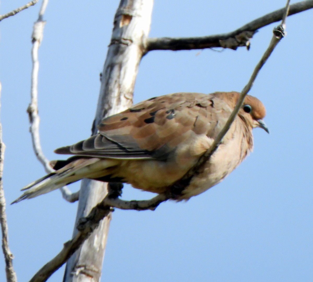 Mourning Dove - ML609272775