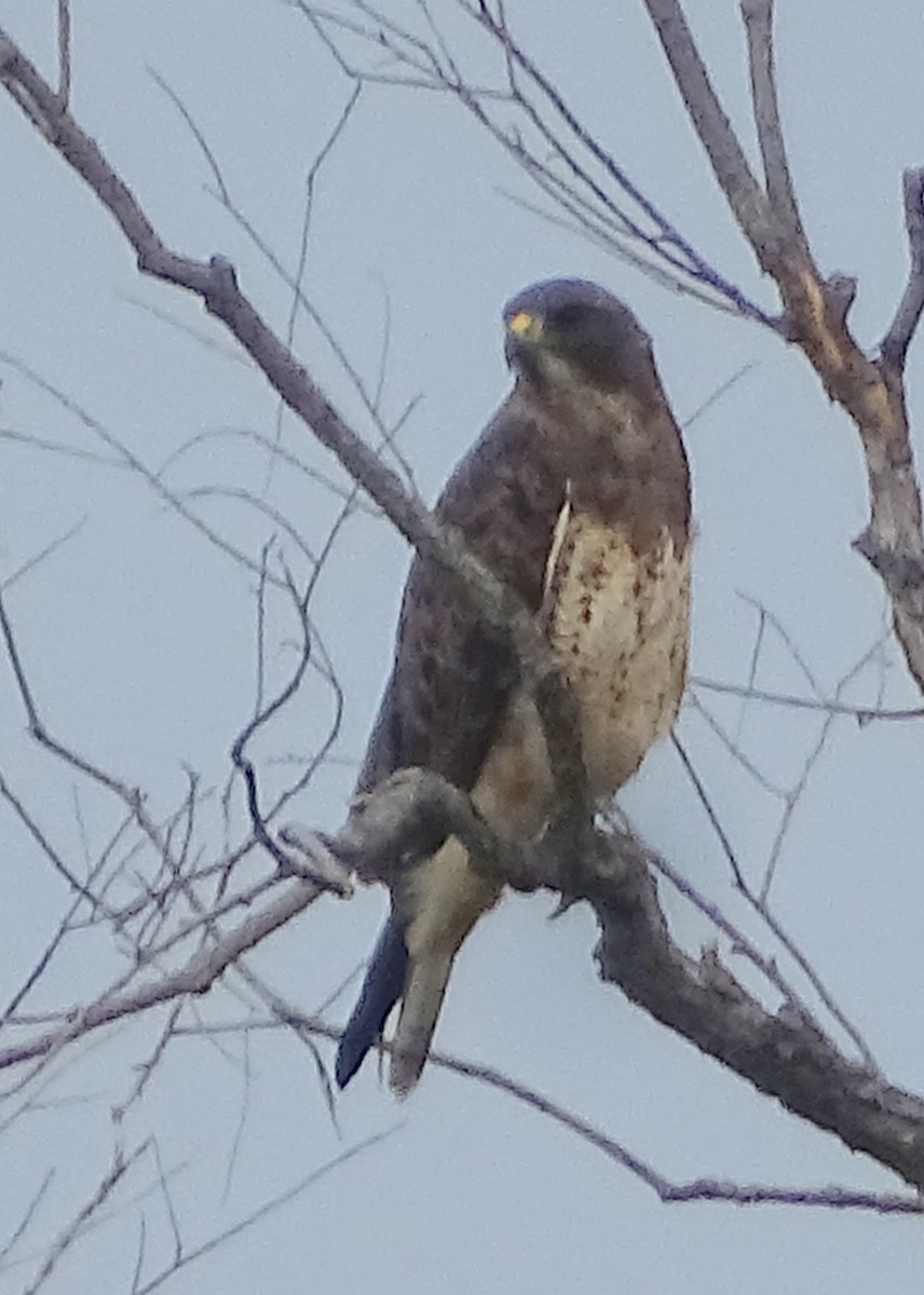 Swainson's Hawk - ML609272809