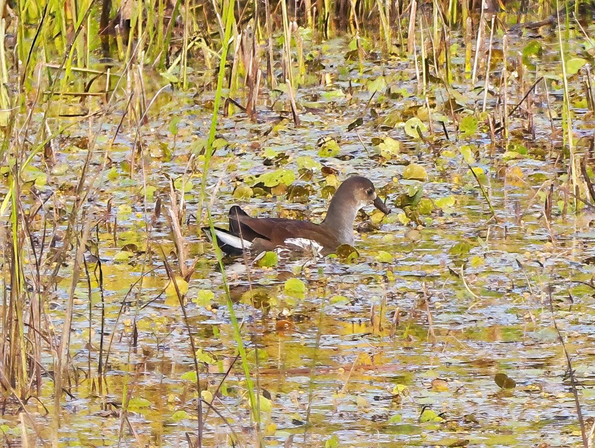 Common Gallinule - Eric Patry