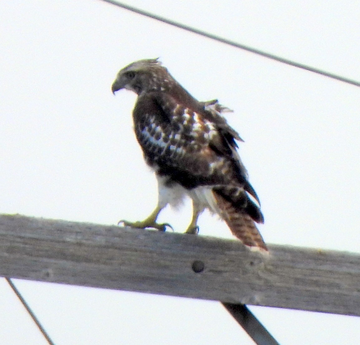 Red-tailed Hawk - ML609272842