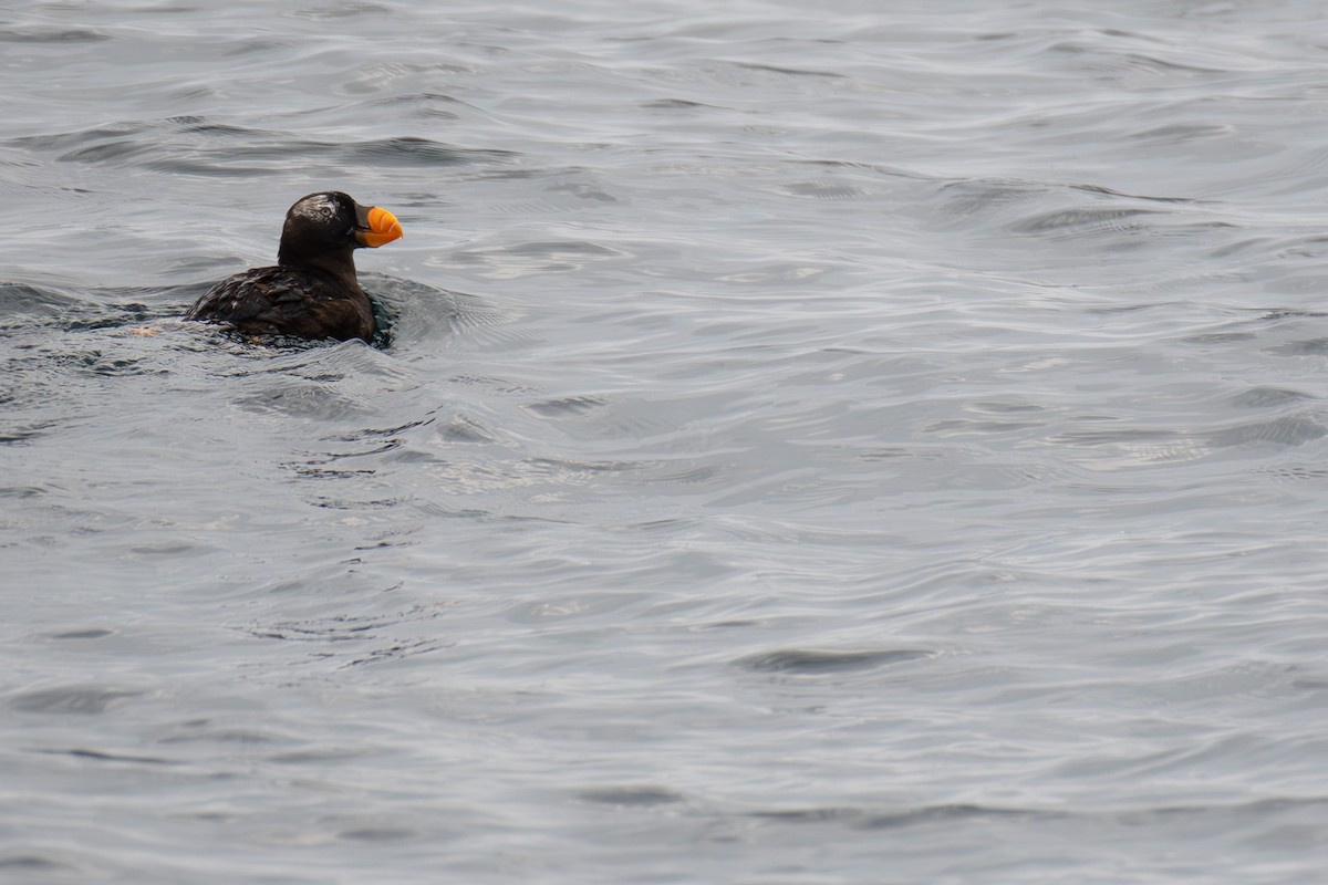 Tufted Puffin - ML609272843