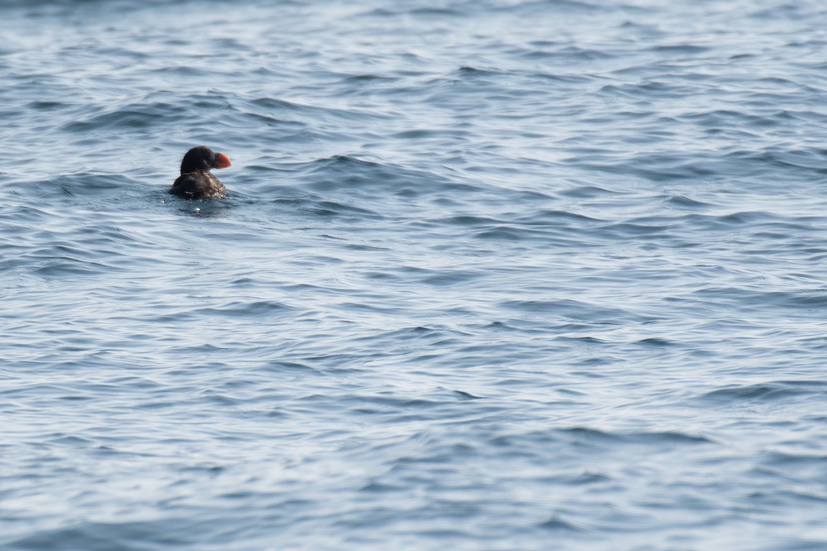Tufted Puffin - ML609272865
