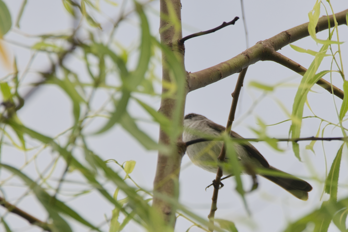 Тираник річковий - ML609272868