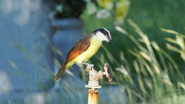 Great Kiskadee - ML609272999