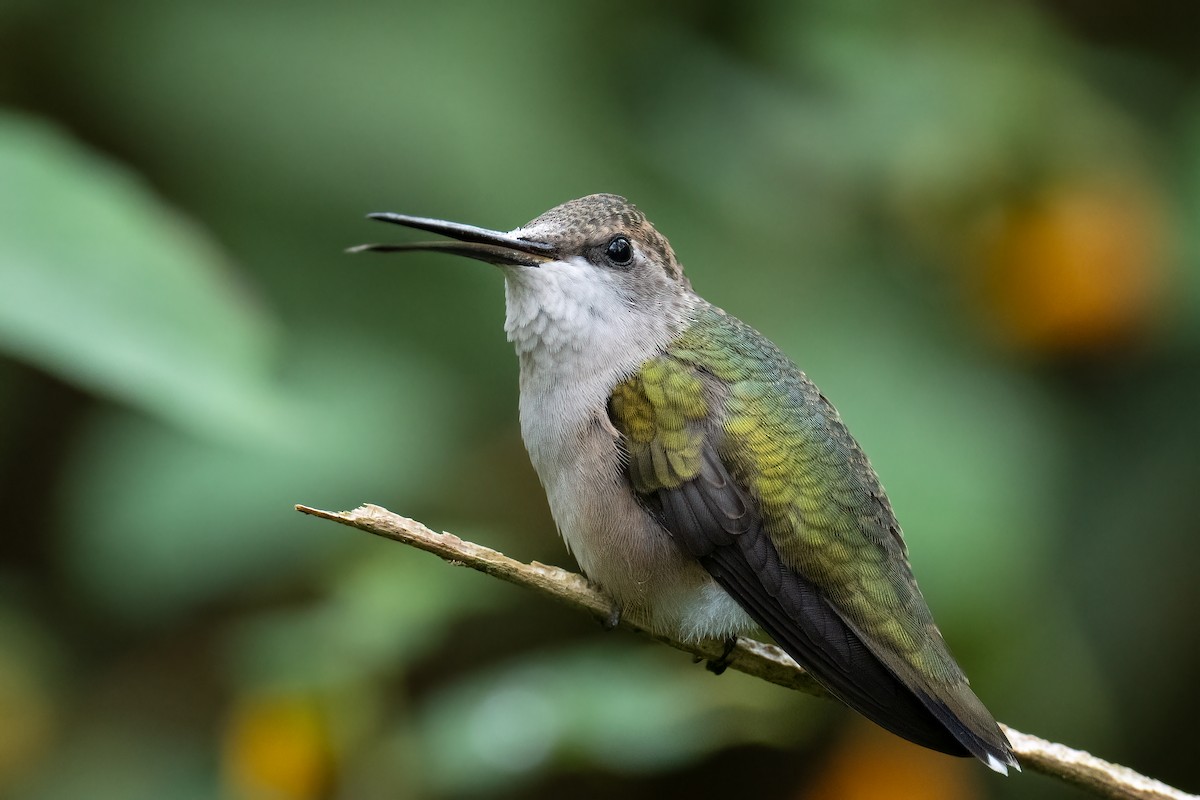 Ruby-throated Hummingbird - ML609273021
