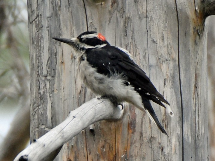 Hairy Woodpecker - Denny Granstrand