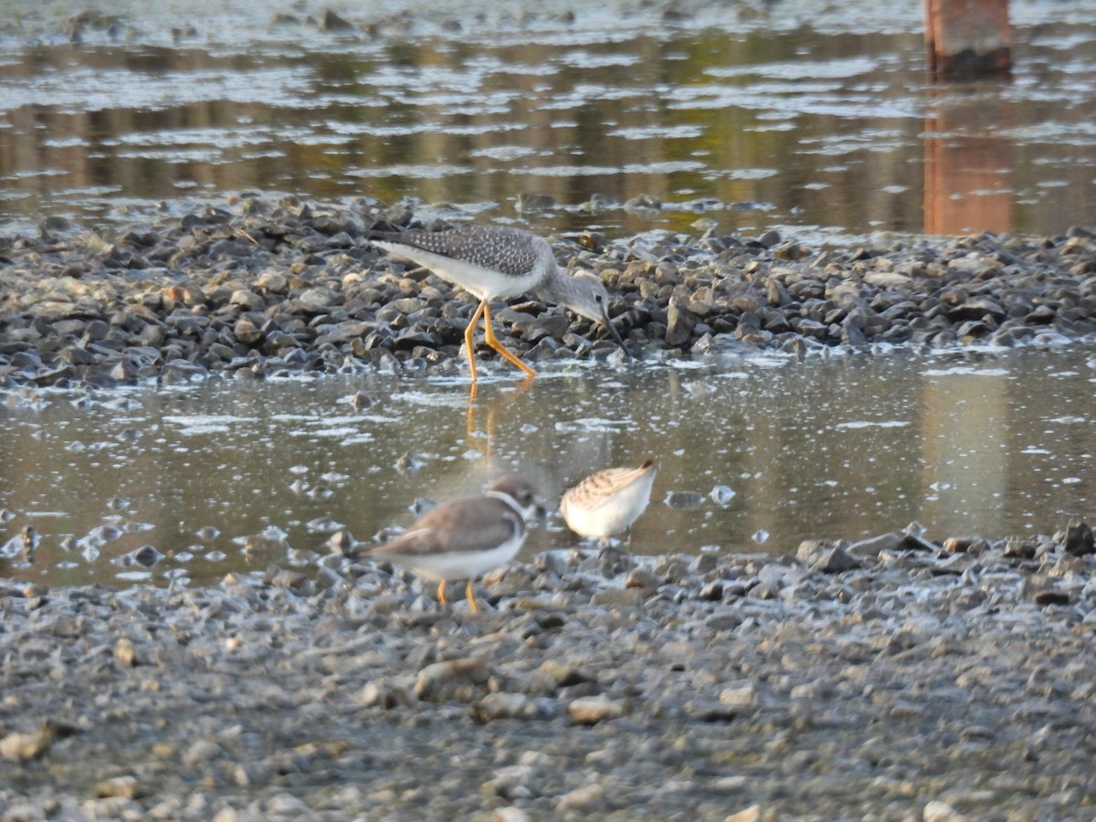 Lesser Yellowlegs - ML609273130