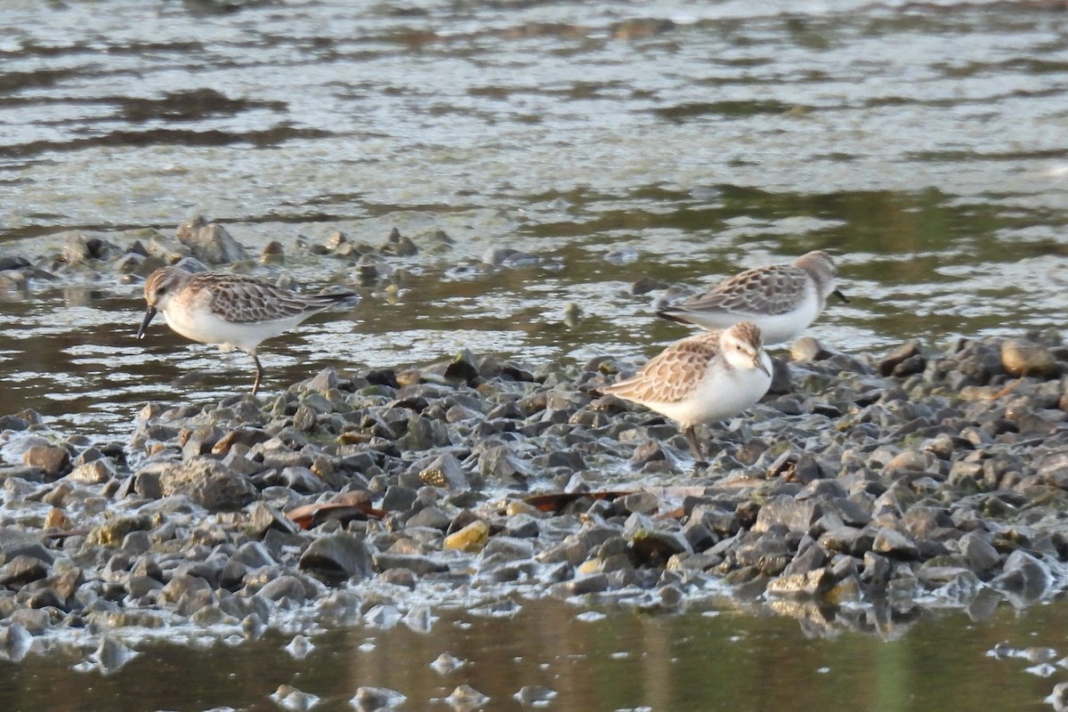 Semipalmated Sandpiper - ML609273157