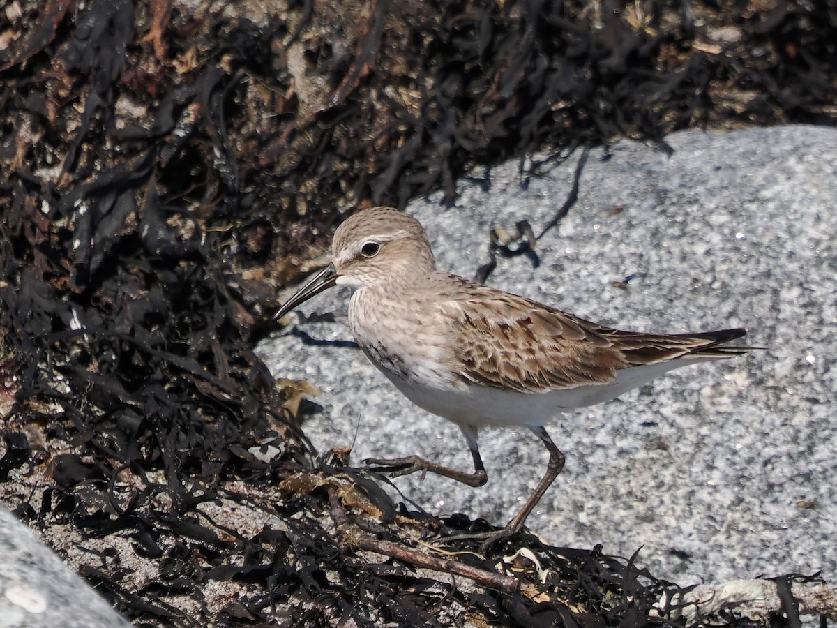 White-rumped Sandpiper - Susan Wrisley