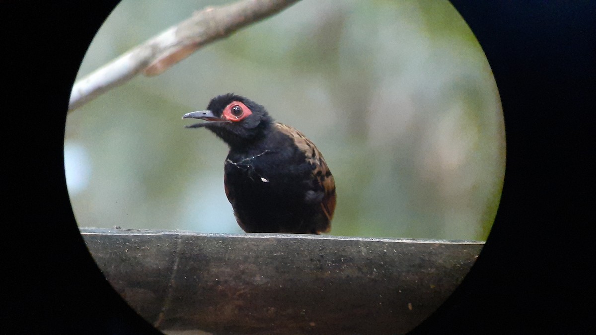 Black-spotted Bare-eye - Deanna MacPhail