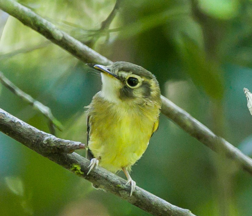 Stub-tailed Spadebill - Isaias Morataya