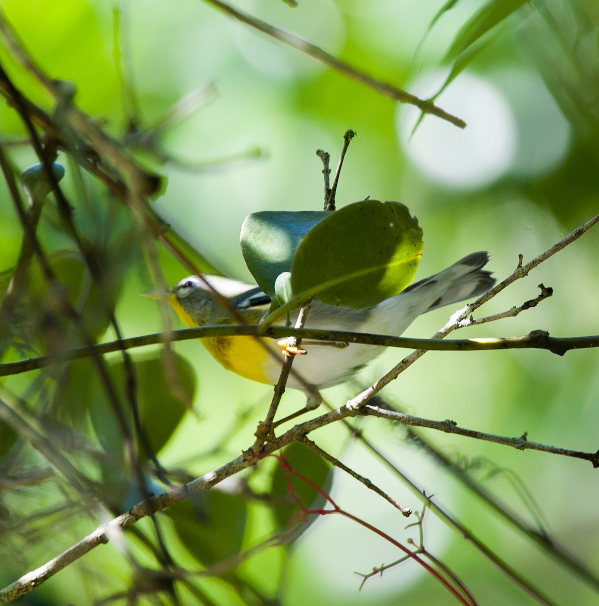 Northern Parula - Isaias Morataya