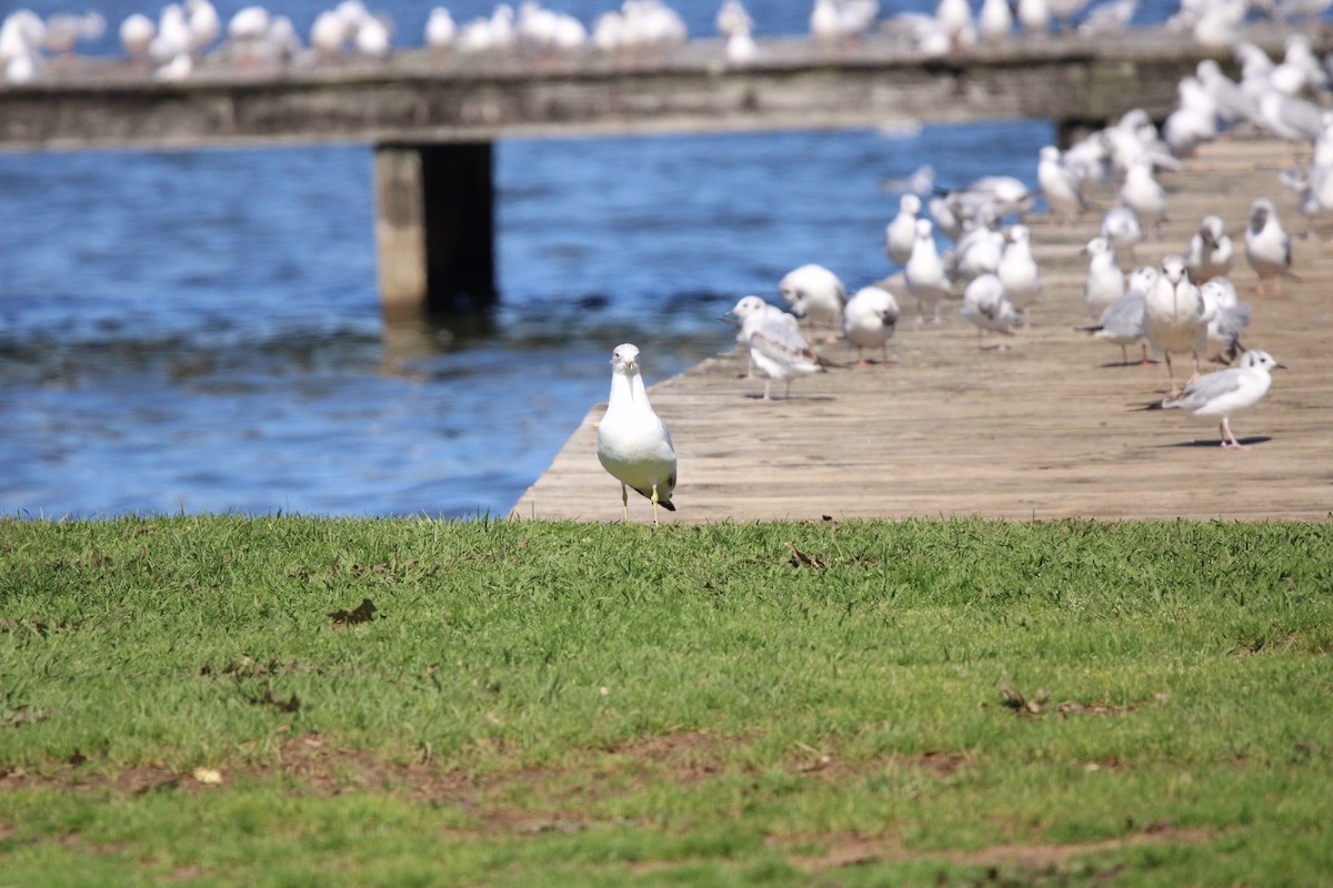 Ring-billed Gull - ML609273298