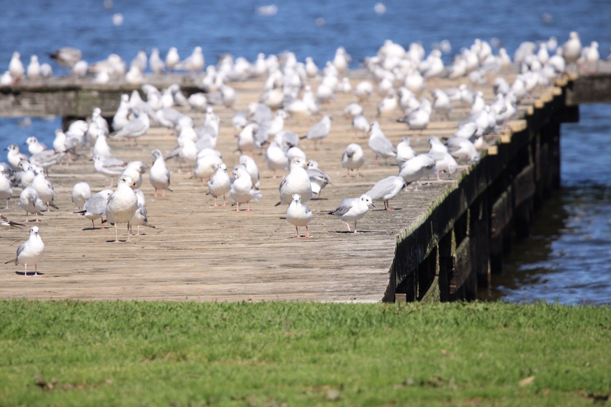 Ring-billed Gull - ML609273300