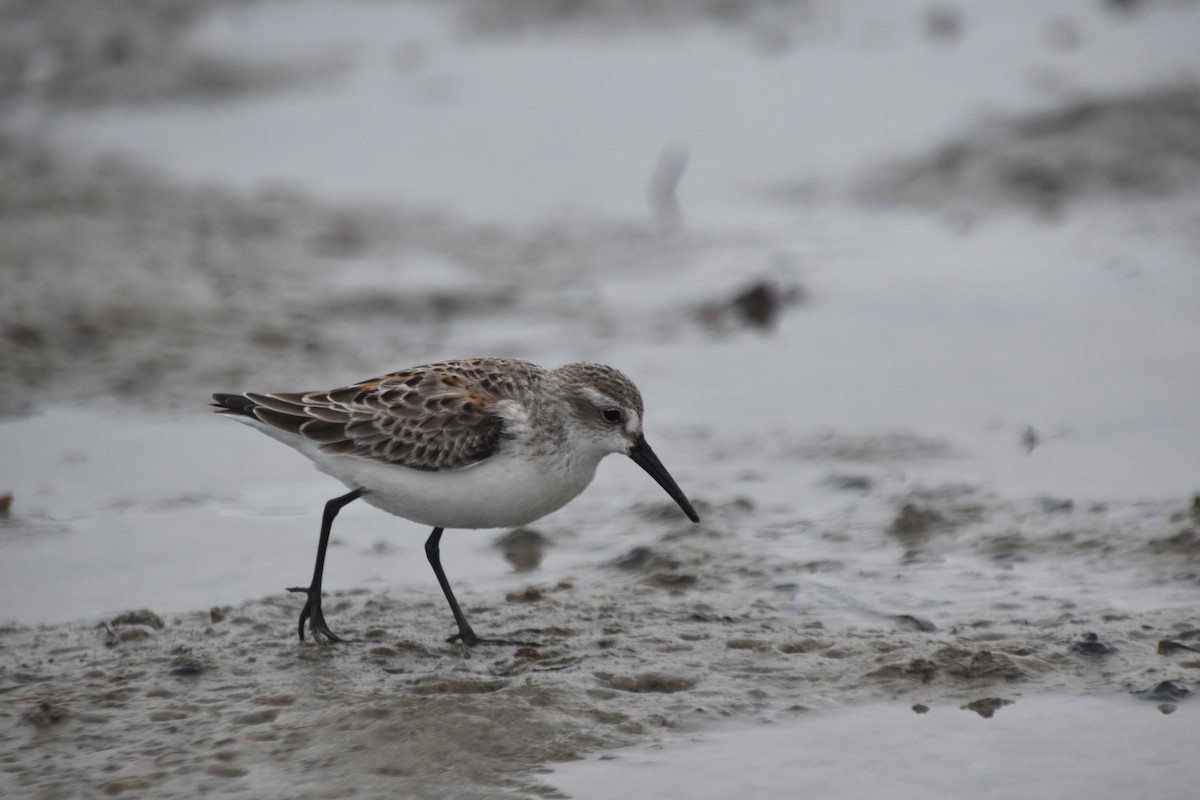 Bergstrandläufer - ML609273320