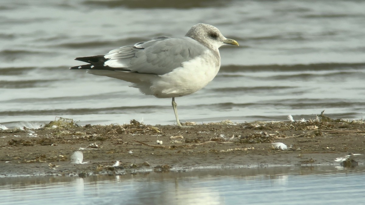 Short-billed Gull - ML609273346