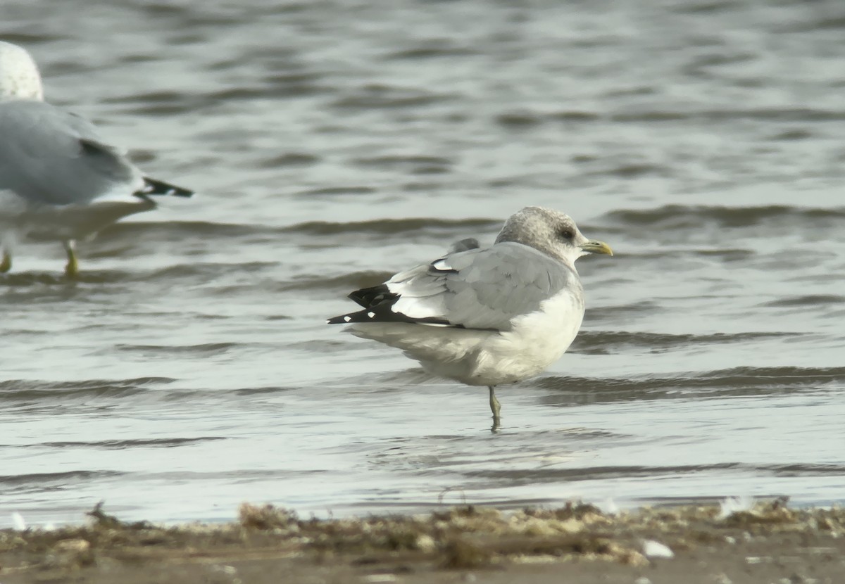 Short-billed Gull - ML609273347