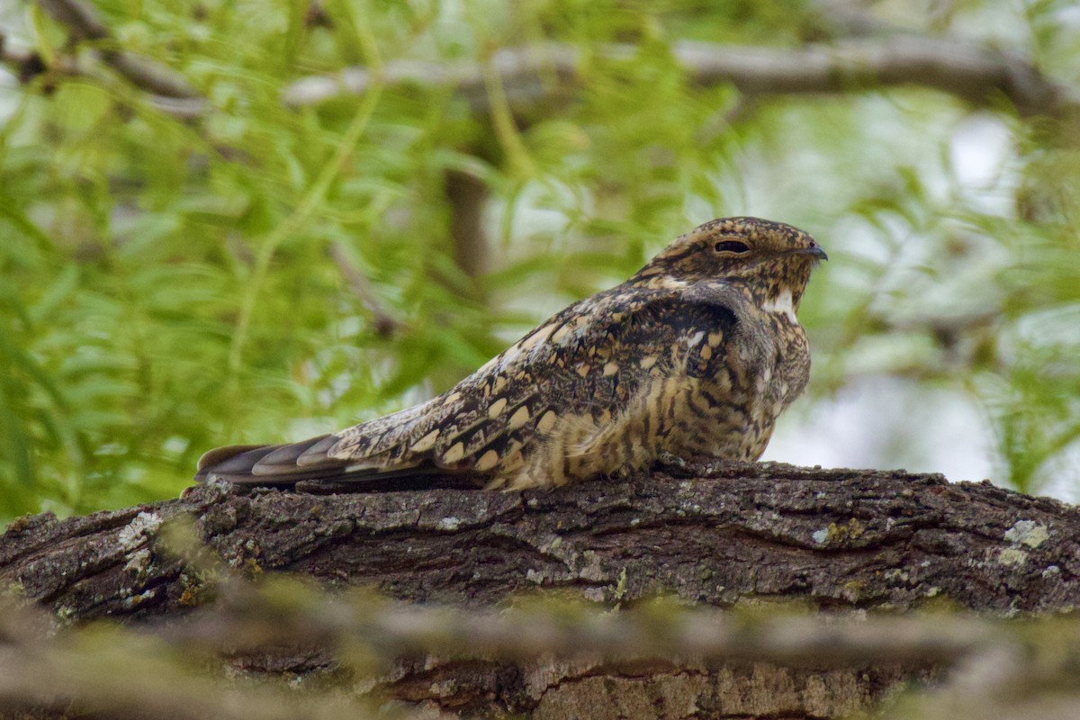 Lesser Nighthawk - ML609273354