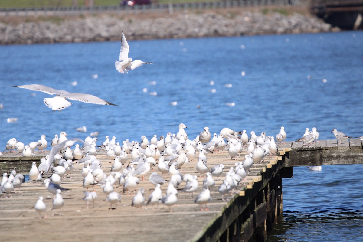 Bonaparte's Gull - ML609273364