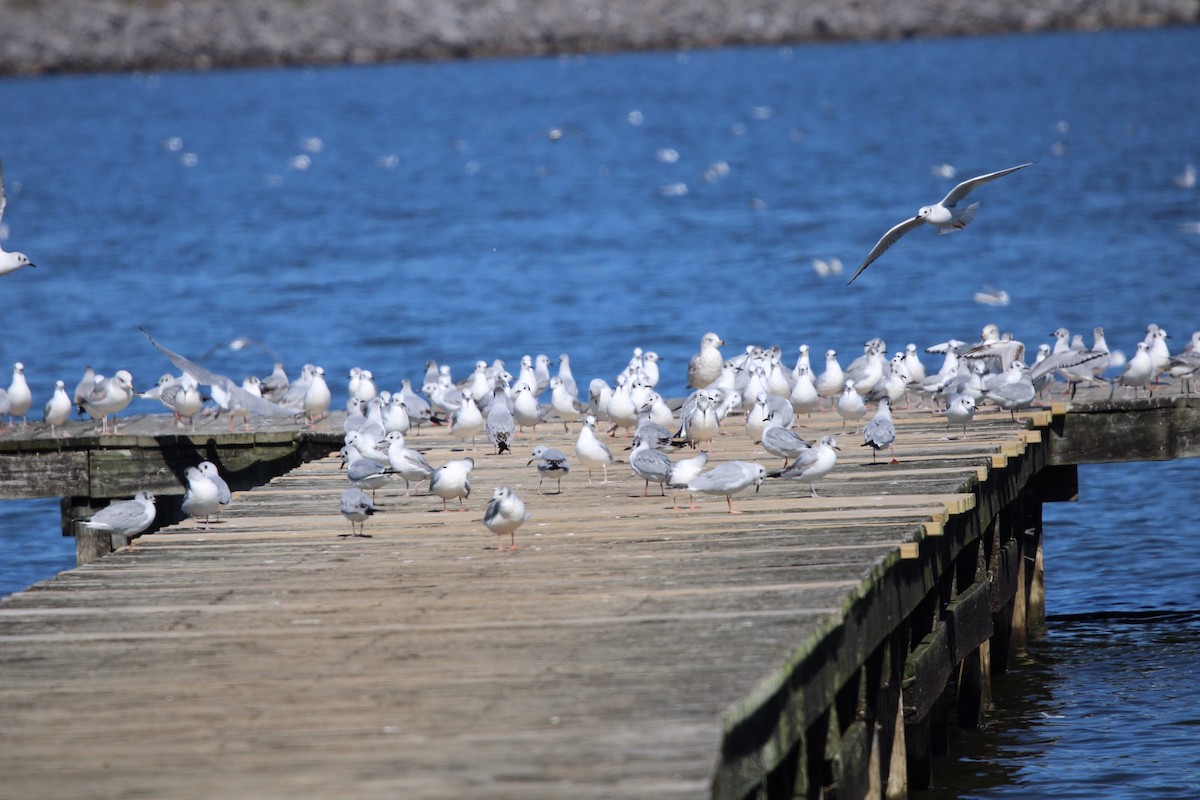 Bonaparte's Gull - ML609273365