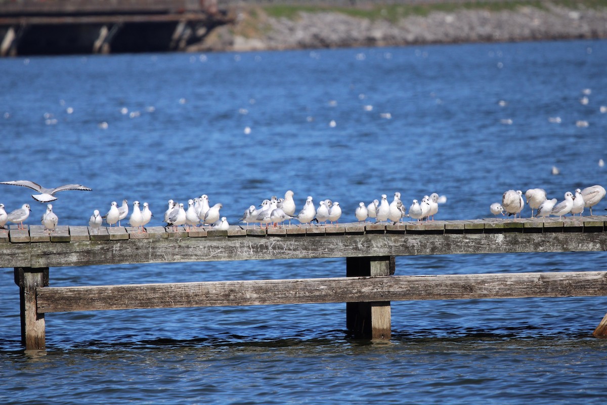 Bonaparte's Gull - Susan Wood