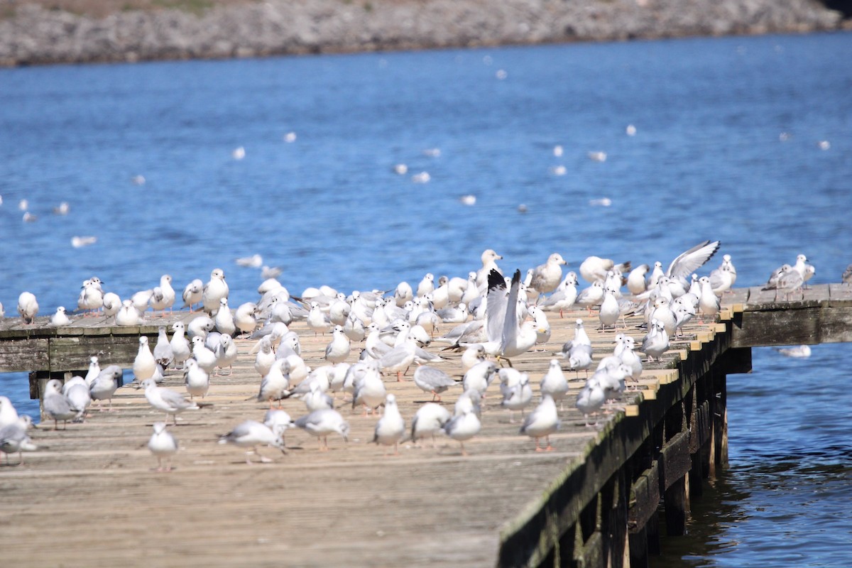 Bonaparte's Gull - ML609273367