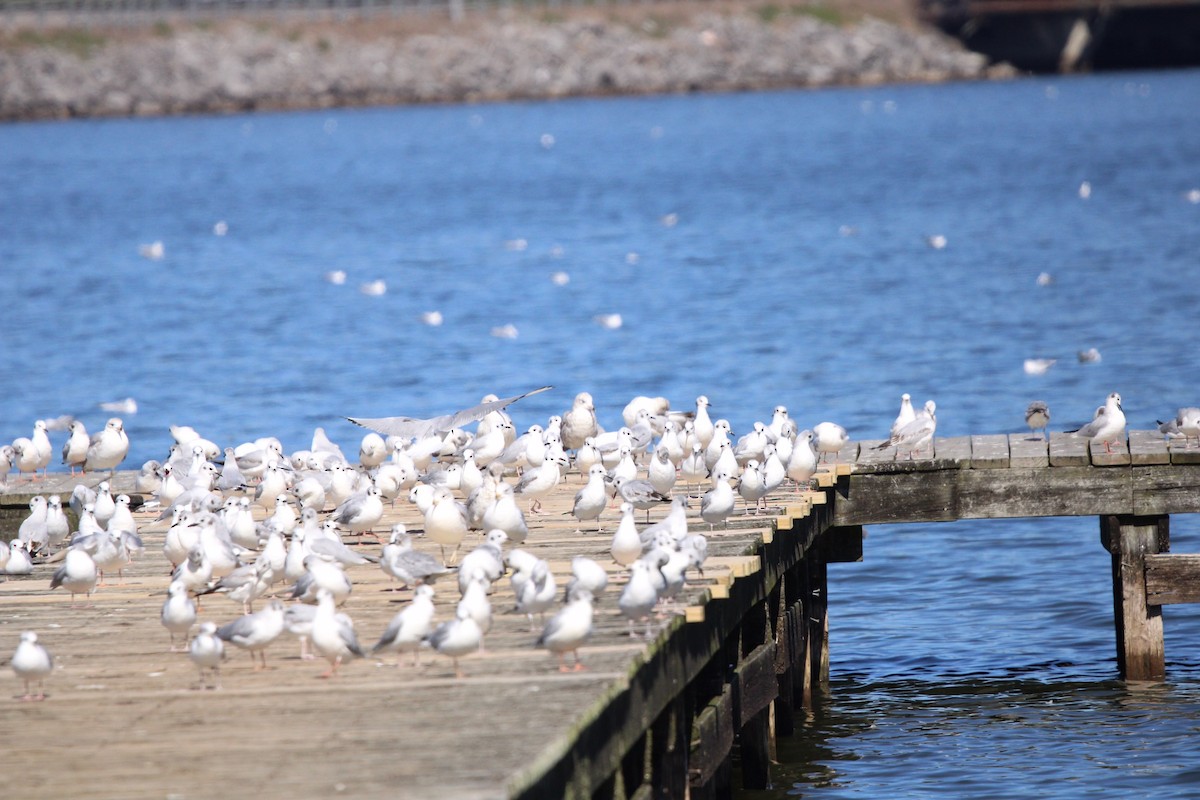 Bonaparte's Gull - ML609273368