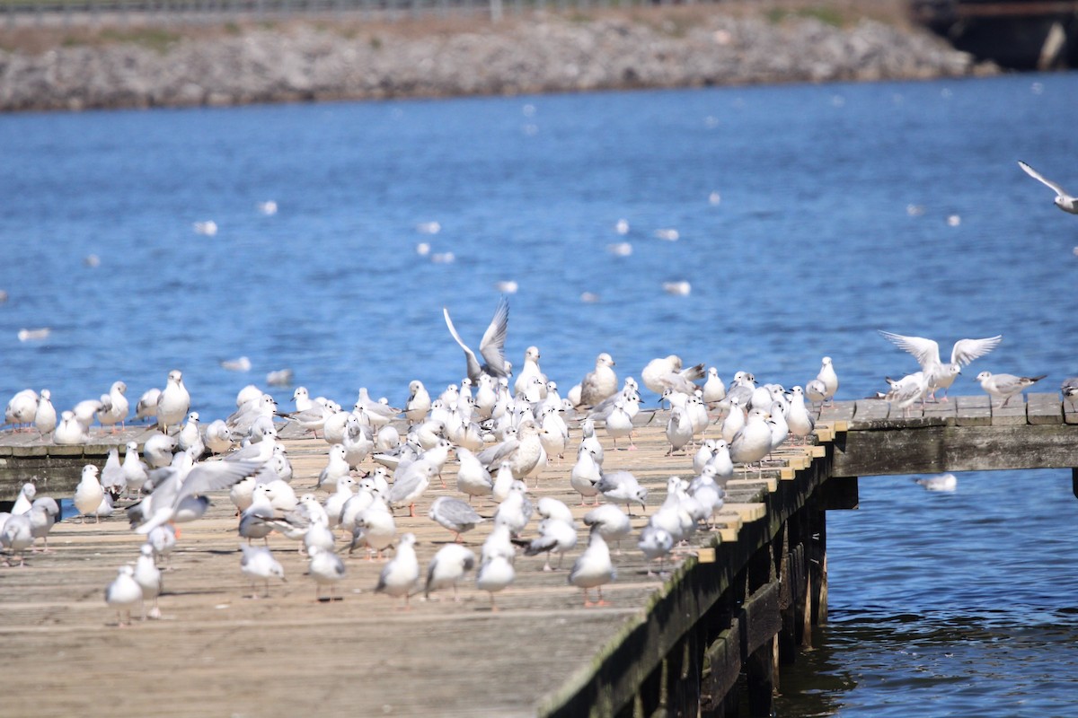 Bonaparte's Gull - ML609273369