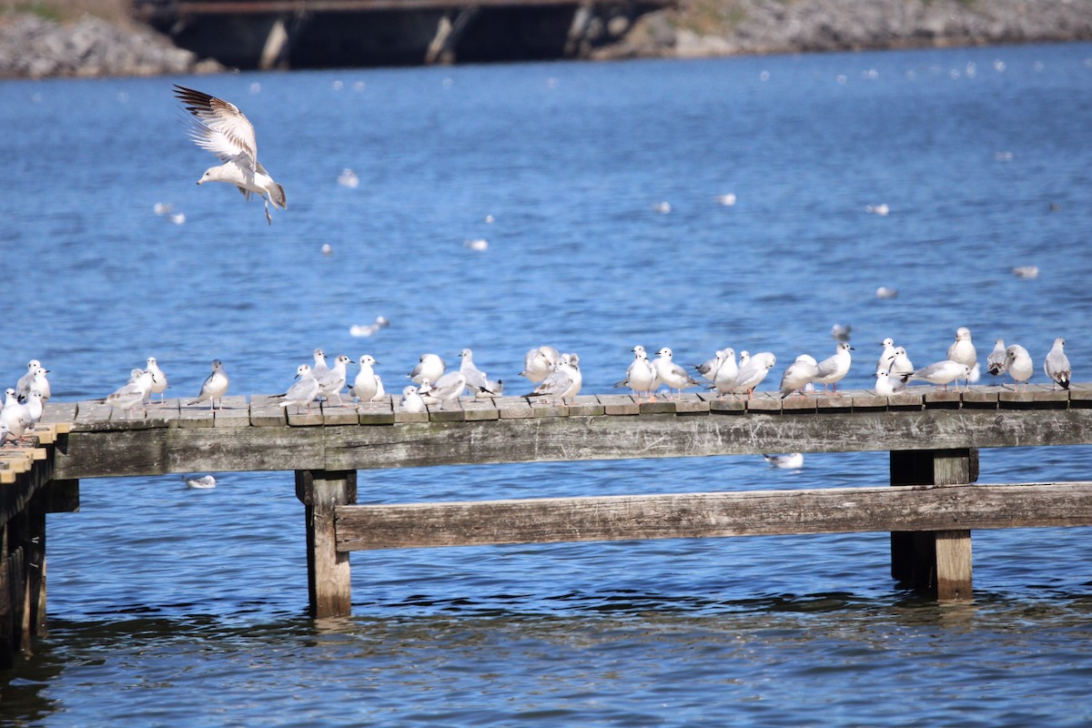 Bonaparte's Gull - ML609273370