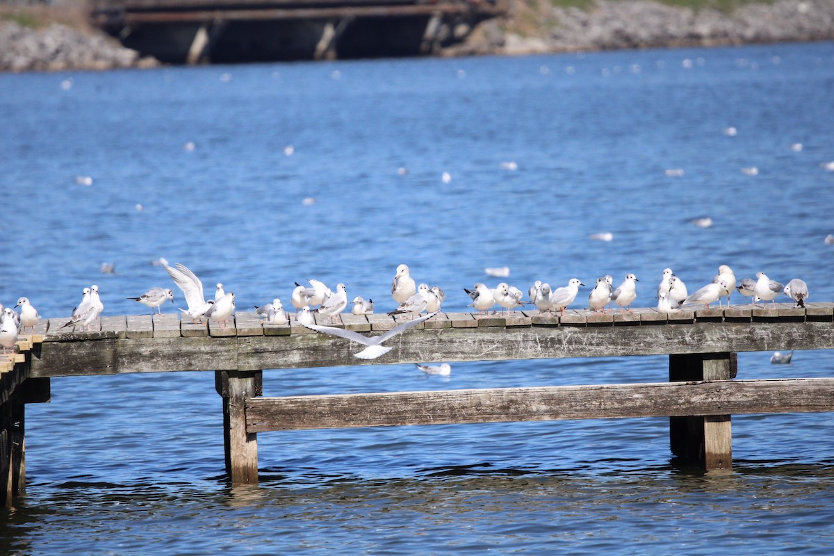 Bonaparte's Gull - Susan Wood