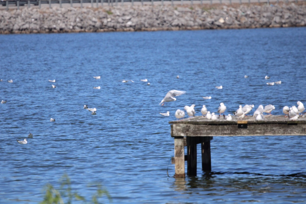 Bonaparte's Gull - ML609273375