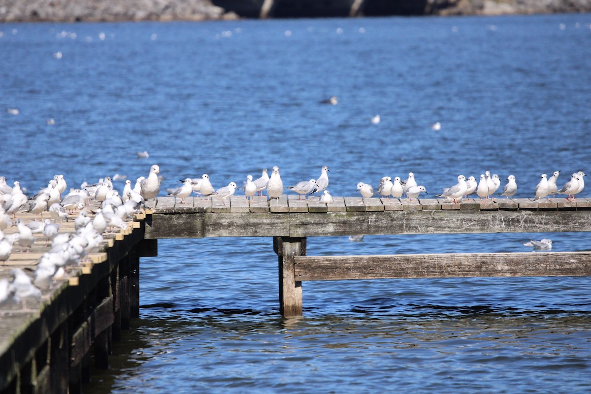 Bonaparte's Gull - ML609273376