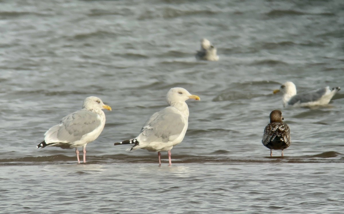 American Herring Gull - ML609273378