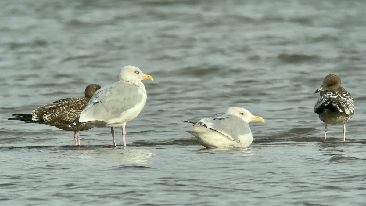 American Herring Gull - ML609273380