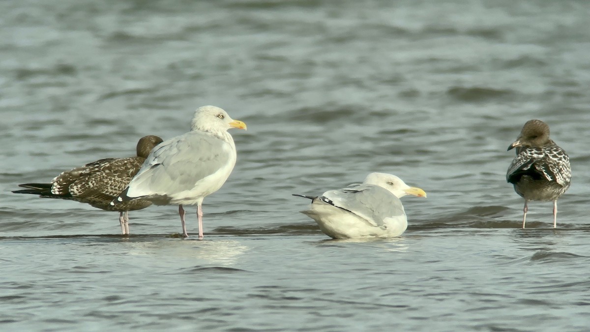 Goéland argenté - ML609273380