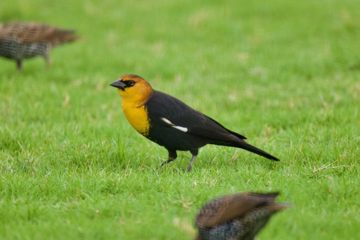 Yellow-headed Blackbird - ML609273405