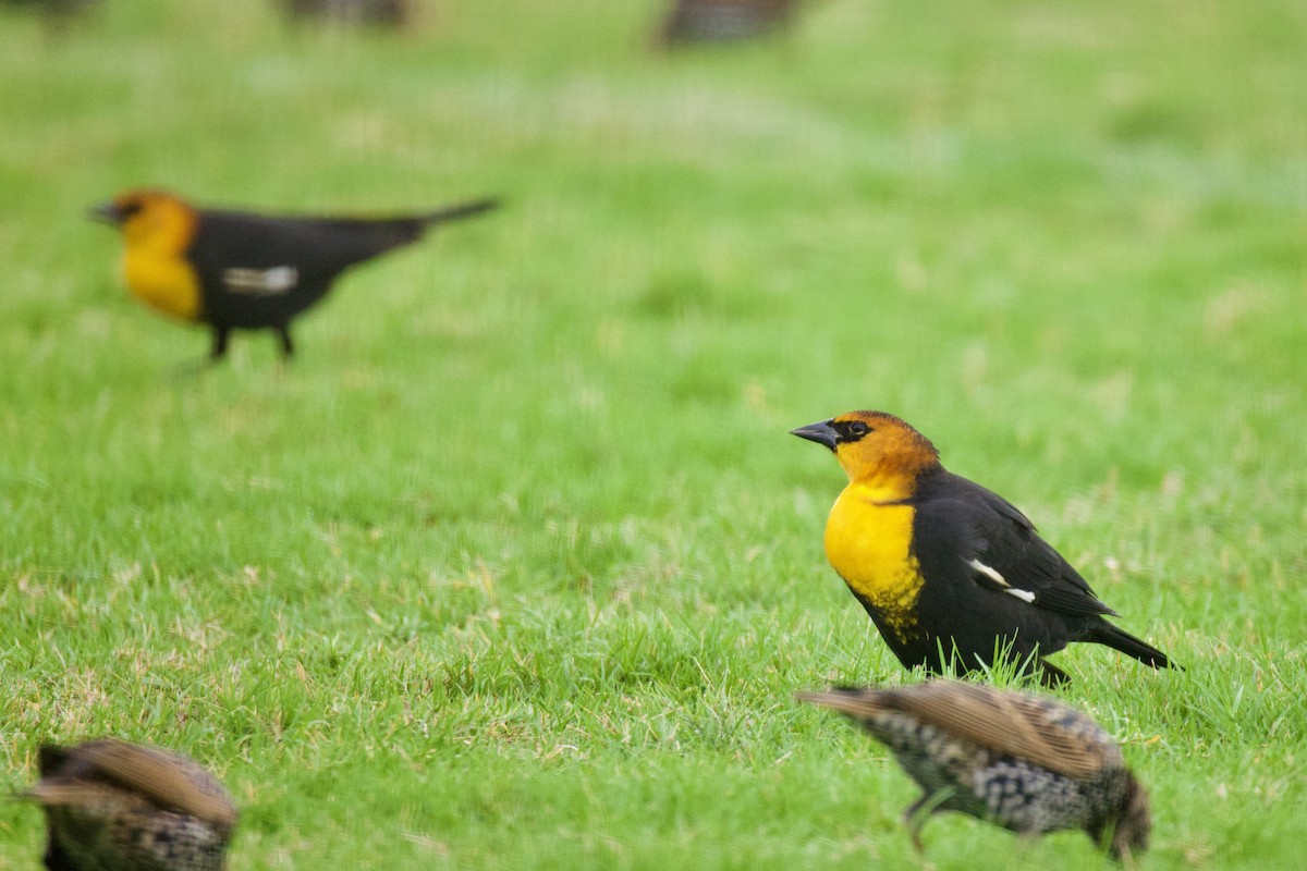 Yellow-headed Blackbird - ML609273406