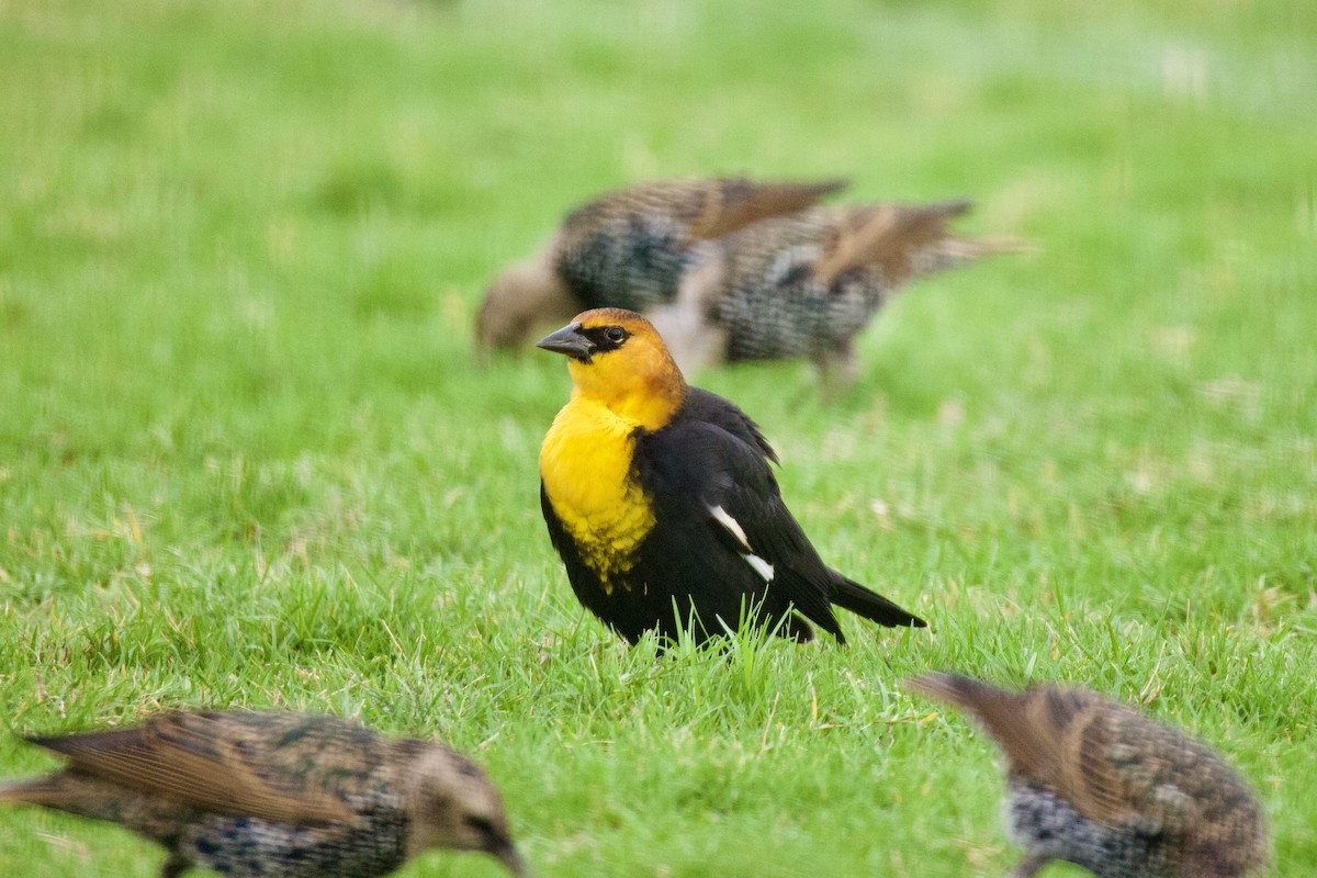 Yellow-headed Blackbird - ML609273407