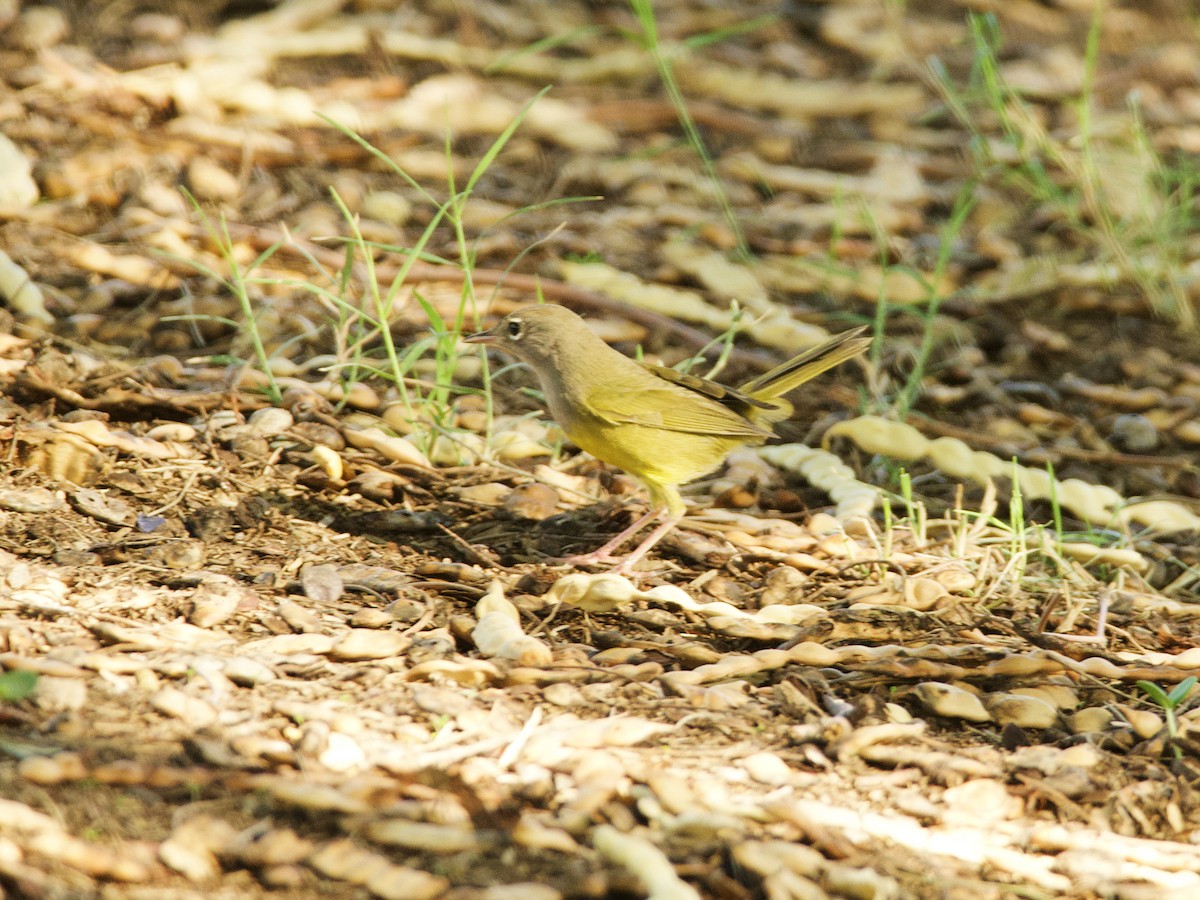 MacGillivray's Warbler - ML609273408